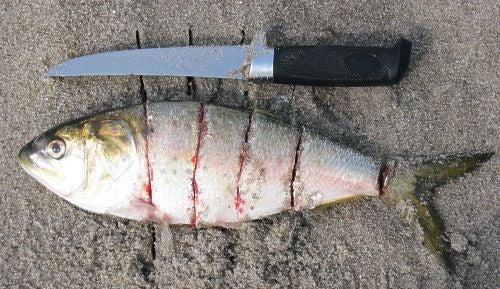 How big a chunk?  Striped Bass Fishing Forums Forum