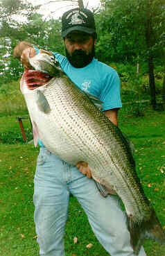PA State Striper Record  Striped Bass Fishing Forums Forum