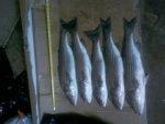 Food Seafood Fish Animal product Tail