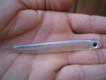 stripers 004.jpg